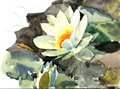 Water lily; 20000726-0008-56